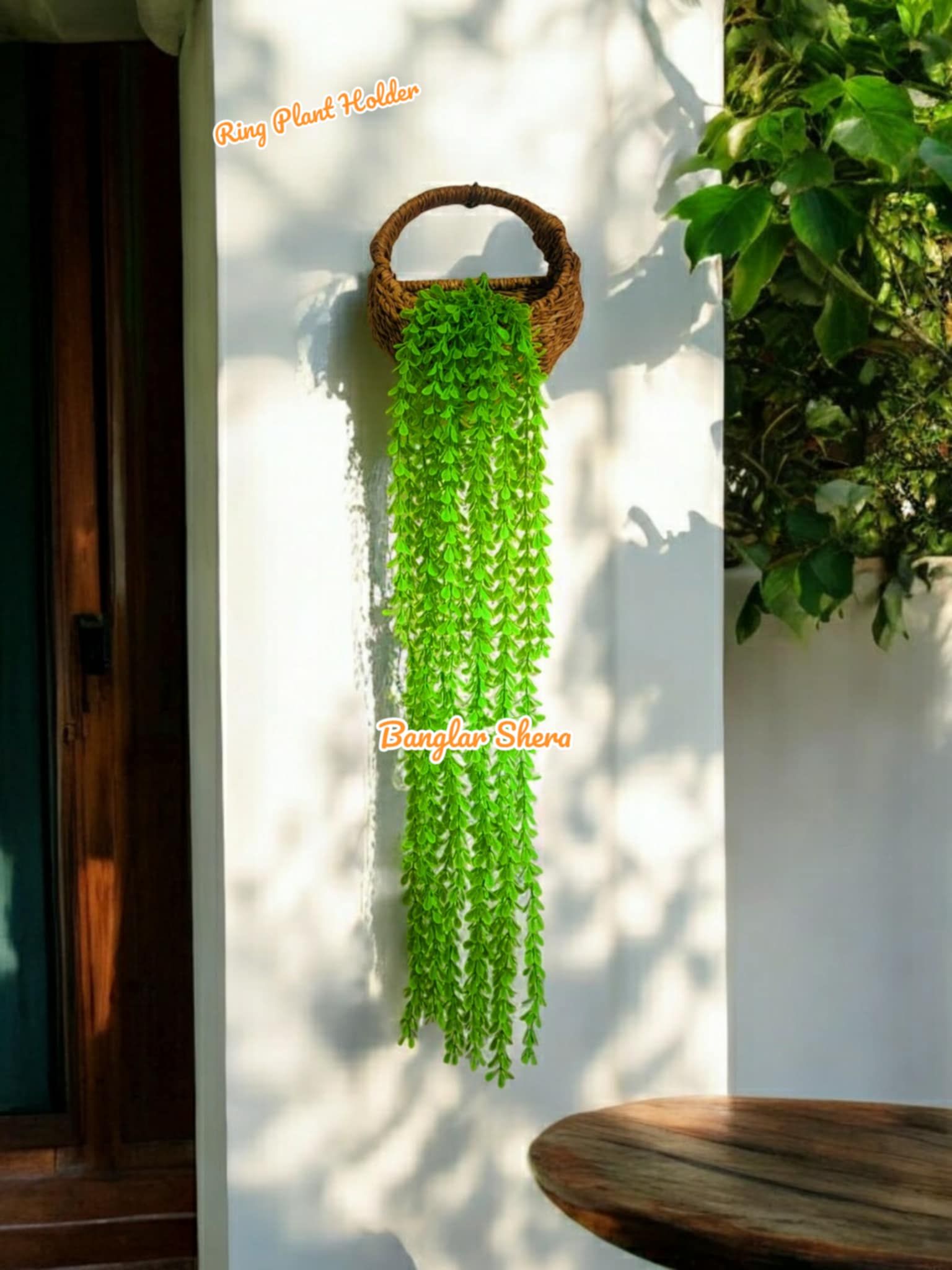 মুন হোল্ডার কয়েন প্লান্ট সহ