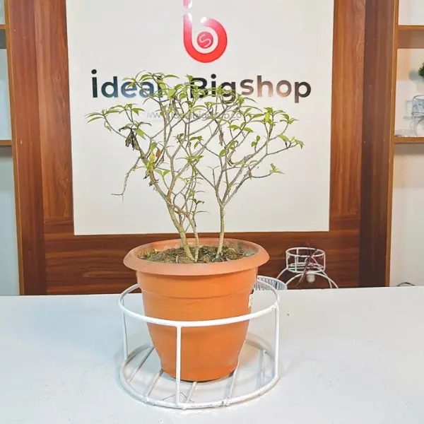 টব স্ট্যান্ড ৮/৮ রাউন্ড